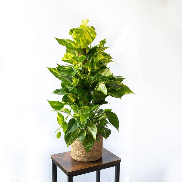 Potho tutor 80cm