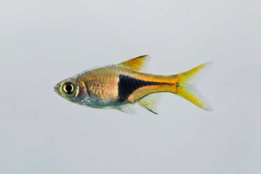 Arlequín Trigonostigma heteromorpha pez tropical de cardumen para acuario comunitario