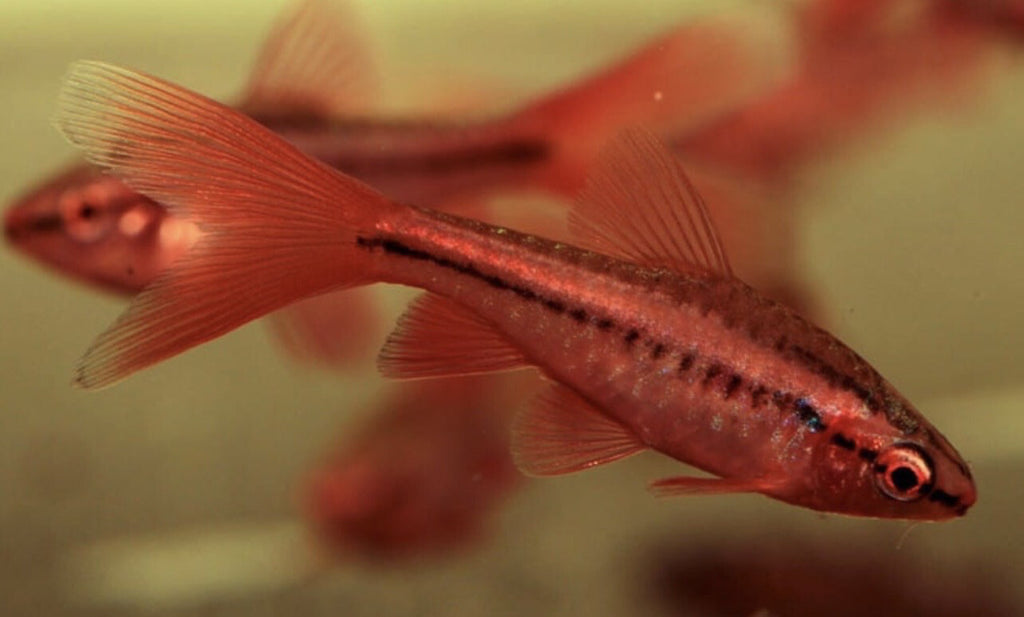 Barbo Cereza Puntius titteya pez tropical rojo para acuarios comunitarios plantados