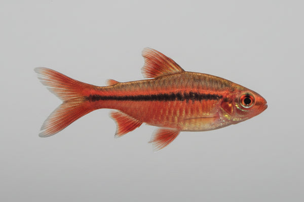 Barbo Cereza Puntius titteya pez tropical rojo para acuarios comunitarios plantados