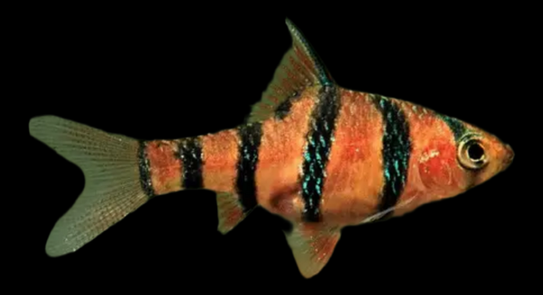 Barbo Pentazona Desmopuntius pentazona pez tropical de cardumen para acuarios plantados