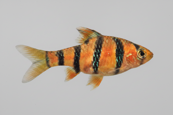 Barbo Pentazona Desmopuntius pentazona pez tropical de cardumen para acuarios plantados