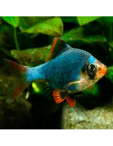 Barbo Verde Puntigrus tetrazona pez tropical de cardumen color verde metálico