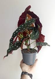 Begonia Maculata