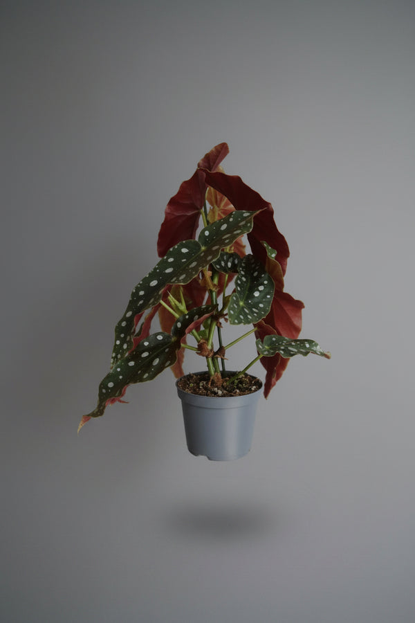 Begonia Maculata