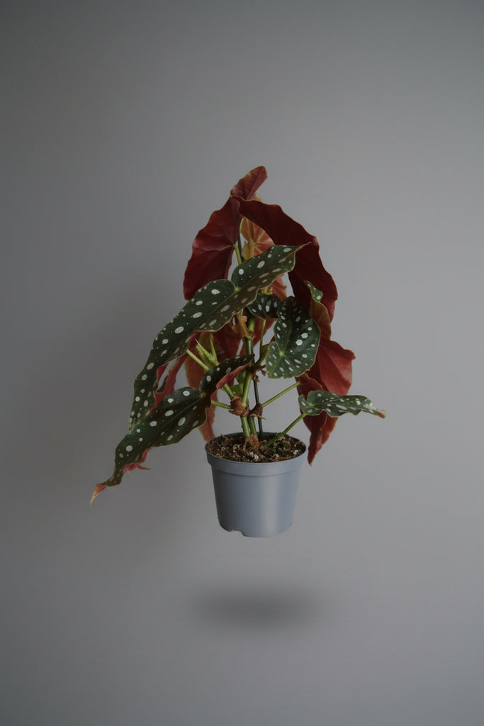 Begonia Maculata