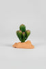 Repto Plantas plástico decoración
