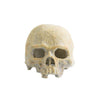 Exo Terra Calavera Fluorescente