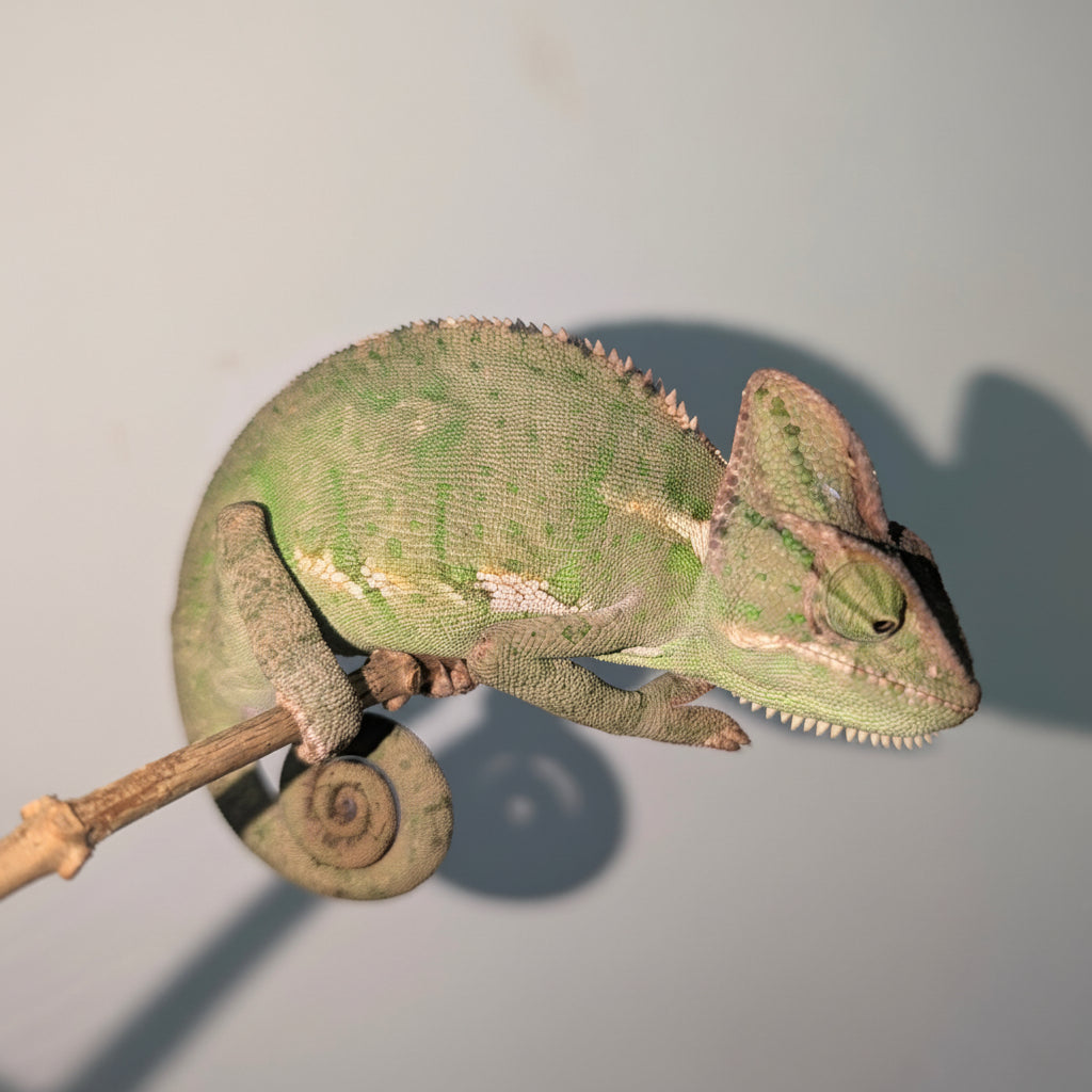 Camaleón del Yemen | Chamaeleo calyptratus Nº1