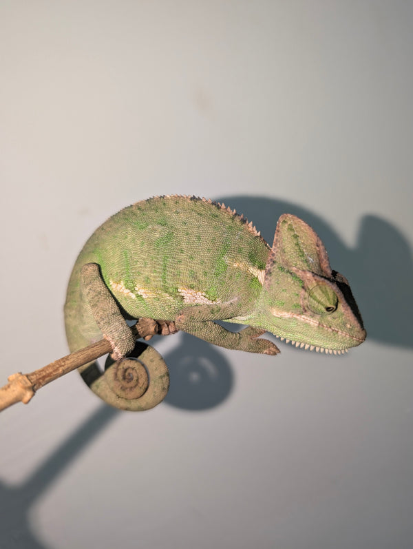 Camaleón del Yemen | Chamaeleo calyptratus Nº1