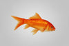 Carpa Cometa Surtida | Carassius auratus