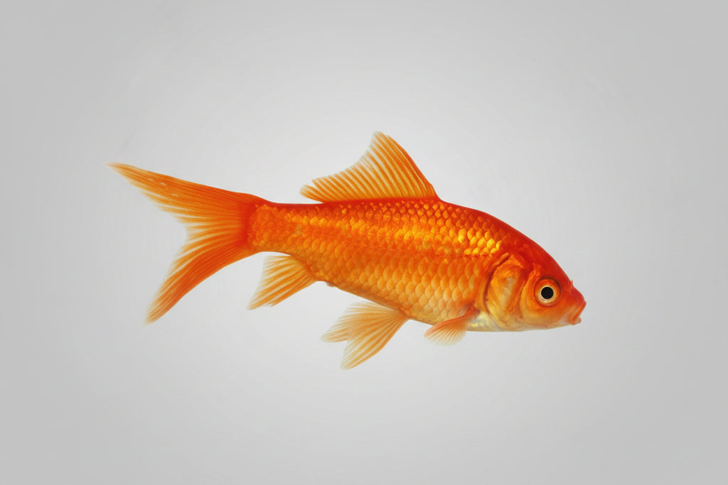 Carpa Cometa Surtida | Carassius auratus