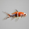 Carpa Cometa Surtida | Carassius auratus