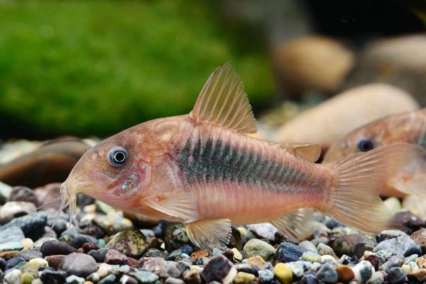 Corydora Bronce Corydoras aeneus pez de fondo para acuario comunitario