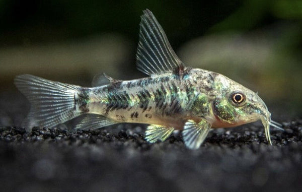 Corydora Pimienta Corydoras paleatus pez de fondo para acuario comunitario
