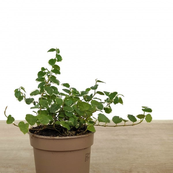 Ficus Sunny