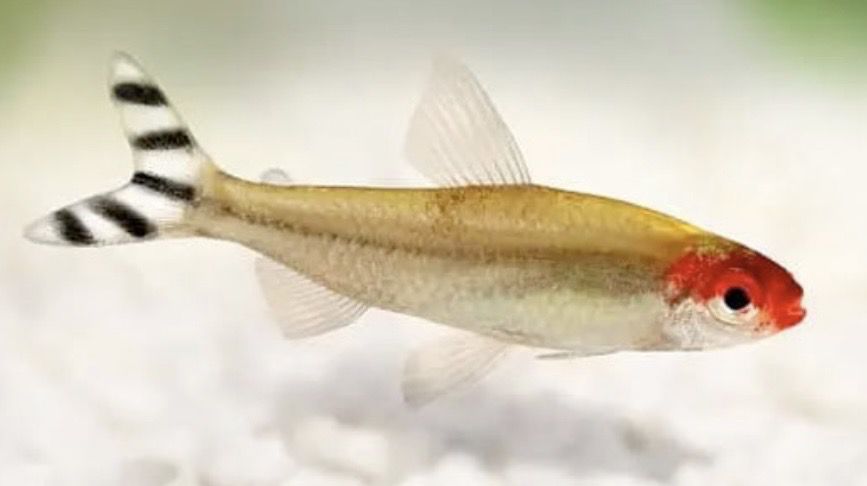 Borrachito Hemigrammus rhodostomus tetra cabeza roja para acuarios comunitarios y plantados