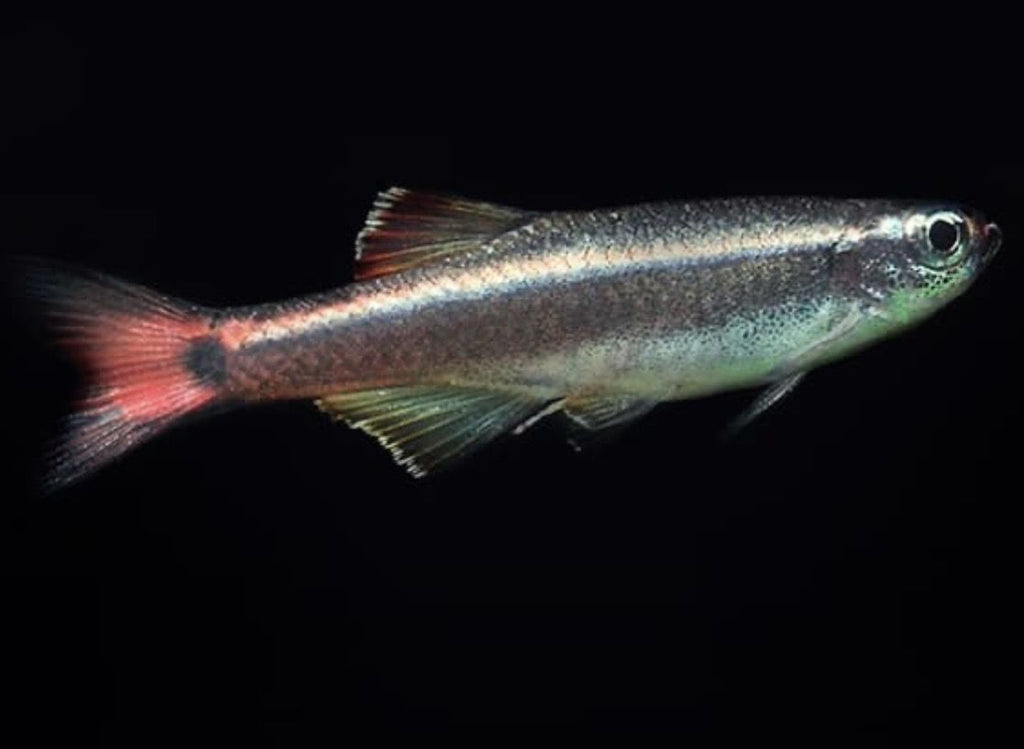 Neón Chino Tanichthys albonubes pez de cardumen para acuarios comunitarios de agua dulce