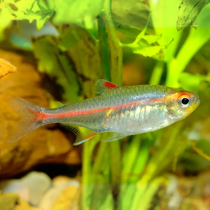 Neón Cobre Hasemania nana tetra cobrizo para acuarios comunitarios y plantados