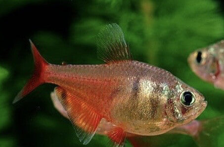 Neón Flama Hyphessobrycon flammeus pez tetra rojo para acuarios comunitarios y plantados
