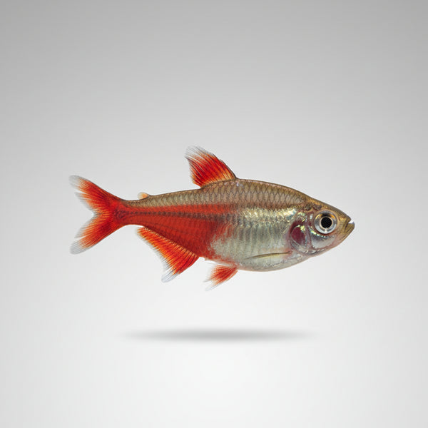 Neón Flama Hyphessobrycon flammeus pez tetra rojo para acuarios comunitarios y plantados