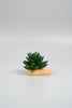 Repto Plantas plástico decoración
