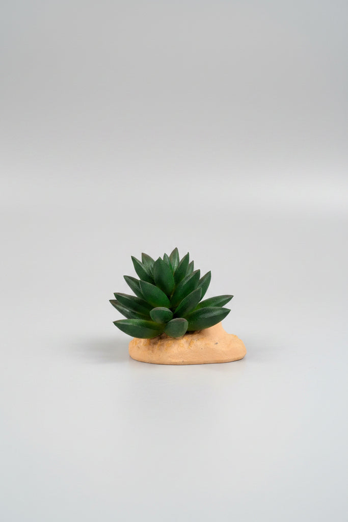 Repto Plantas plástico decoración