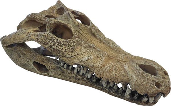 Repto Cabeza de cocodrilo