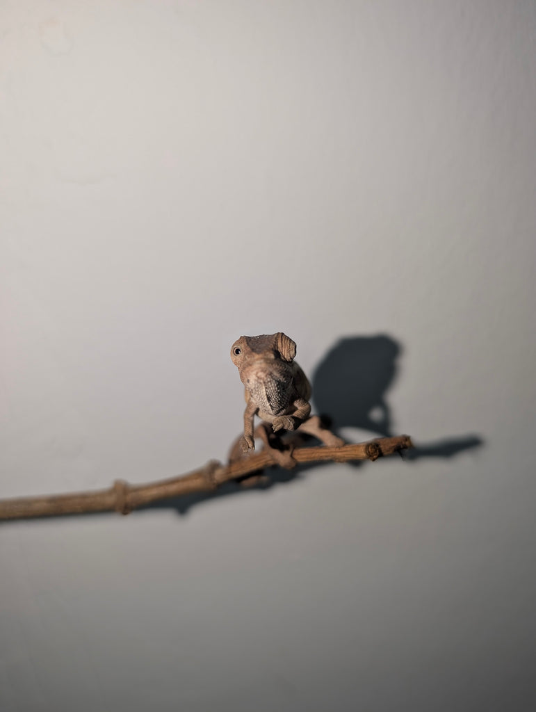 Camaleón pantera baby, Furcifer pardalis ambilove Redbar baby macho