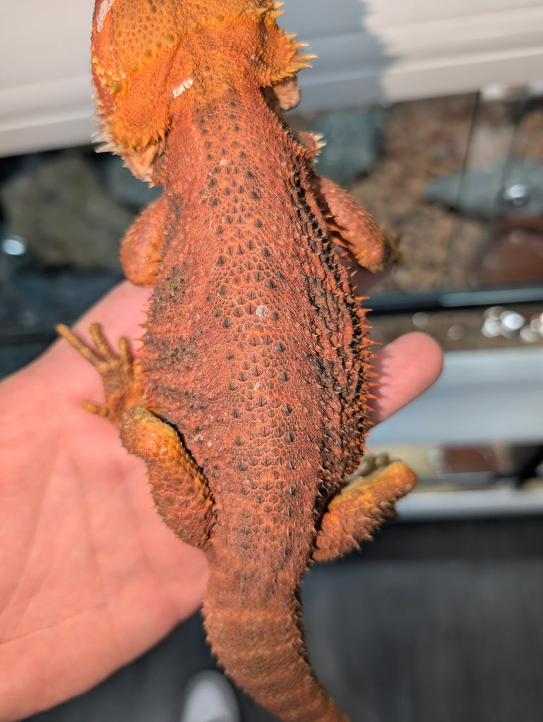 Dragón barbudo - Pogona Red