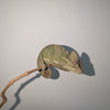 Camaleón del Yemen | Chamaeleo calyptratus Nº1