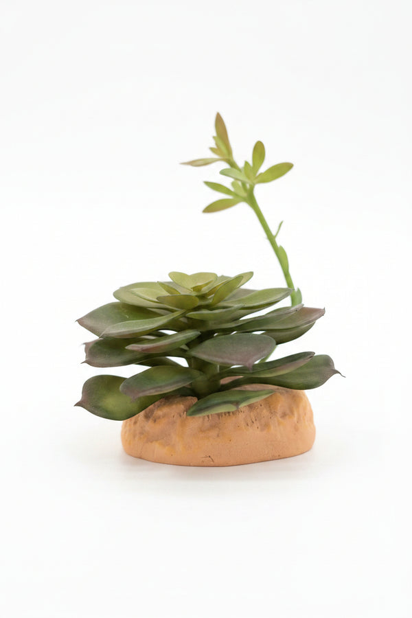 Repto Plantas plástico decoración