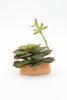 Repto Plantas plástico decoración