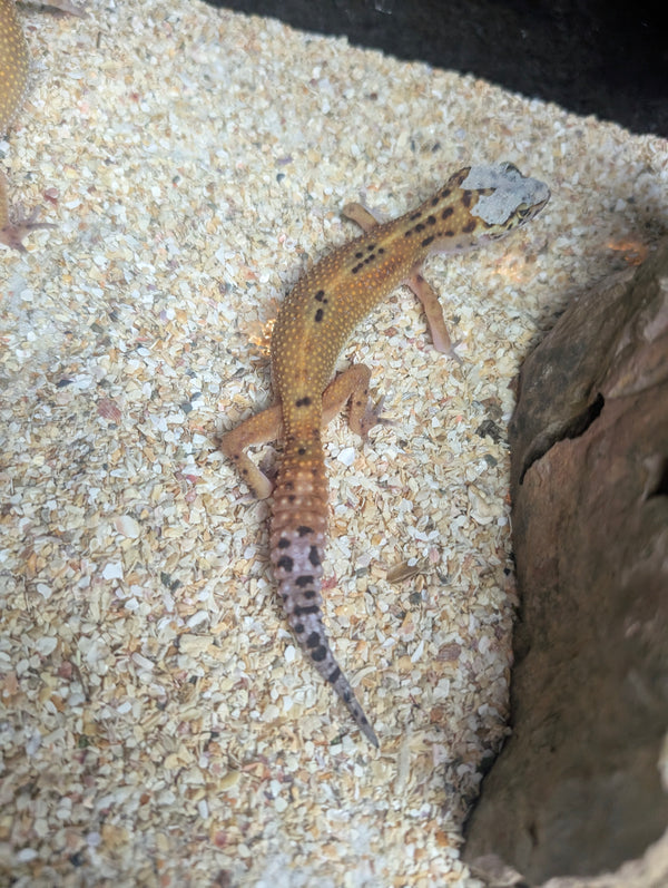 Gecko leopardo