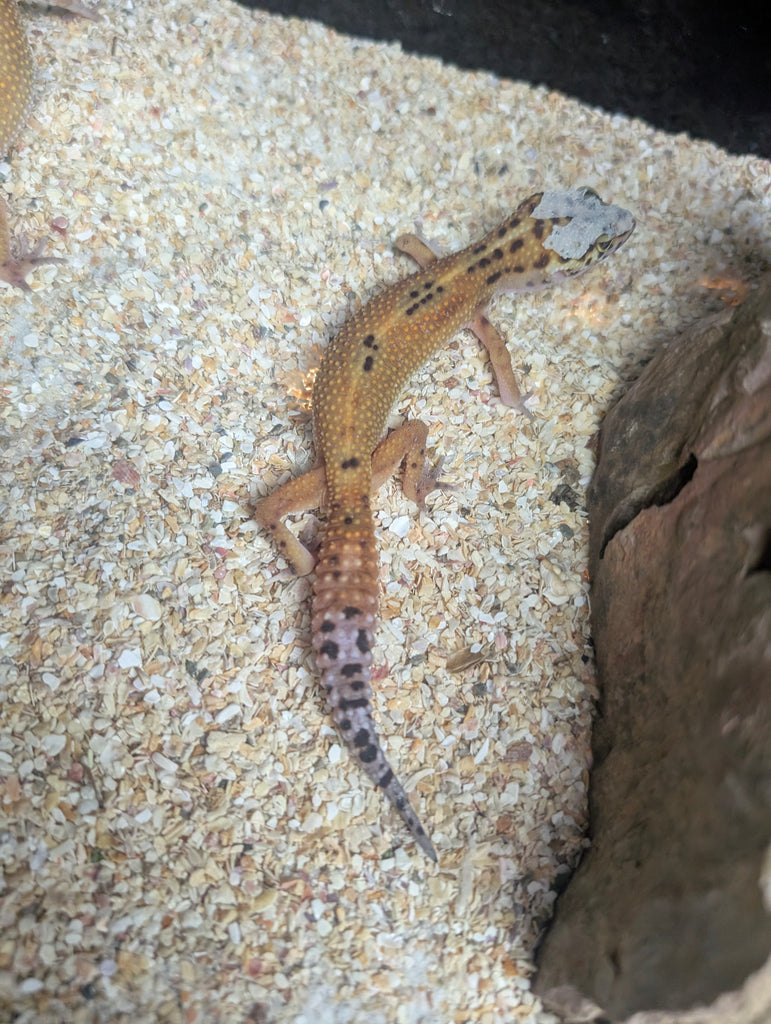 Gecko leopardo