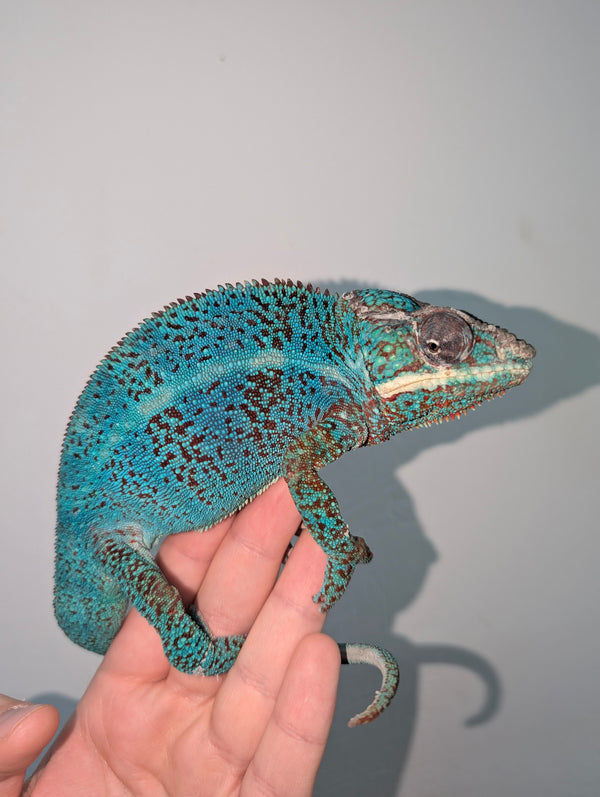 Camaleón pantera macho reproductor, furcifer pardalis ambilobe rbbb