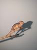 Camaleón pantera baby, Furcifer pardalis ambilove Redbar baby macho