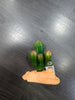 Plantas plástico decoración Repto