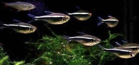 Neón Negro Hyphessobrycon herbertaxelrodi tetra para acuarios comunitarios y plantados