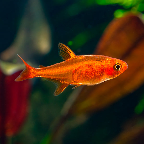 Neón Ámbar Hyphessobrycon amandae pez tetra naranja para acuarios plantados y nano acuarios