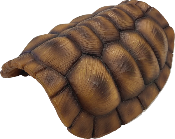 Repto Caparazón de tortuga