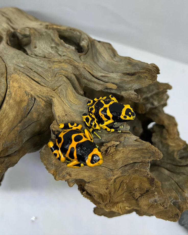 Dendrobates