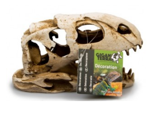 Cráneo de dinosaurio n°206