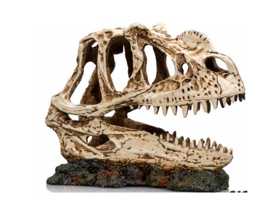 Cráneo de Dinosaurio n°334