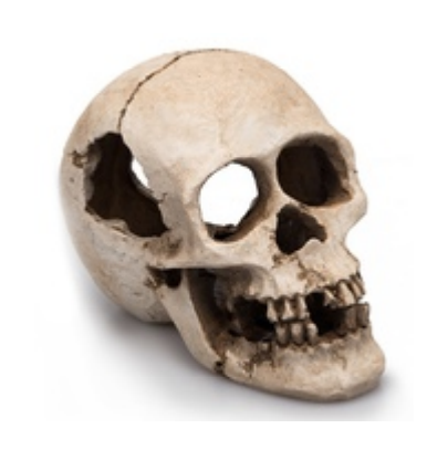 Cráneo humano n°271