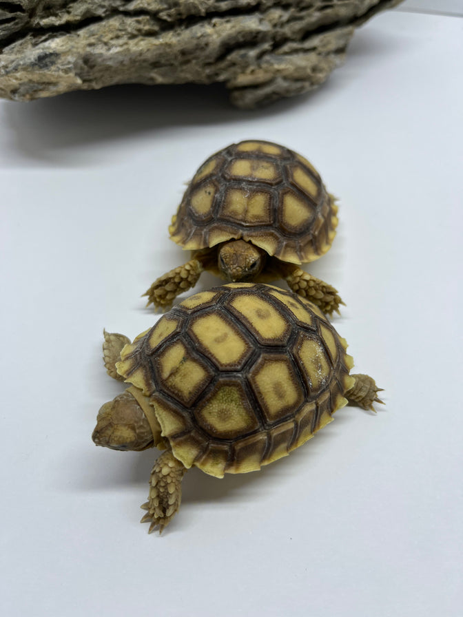 Alimentación para tortugas